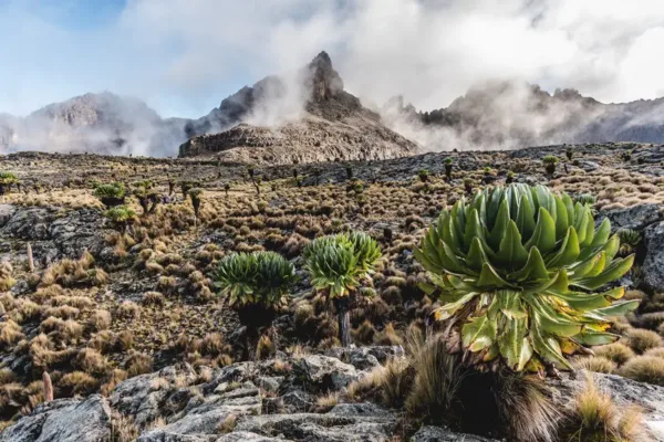 Mount Kenya vs Kilimanjaro