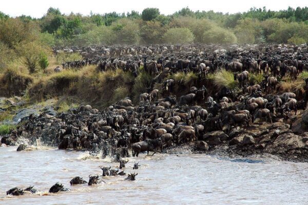 7 Days Great Migration Safari 7 Days Great Migration Safari