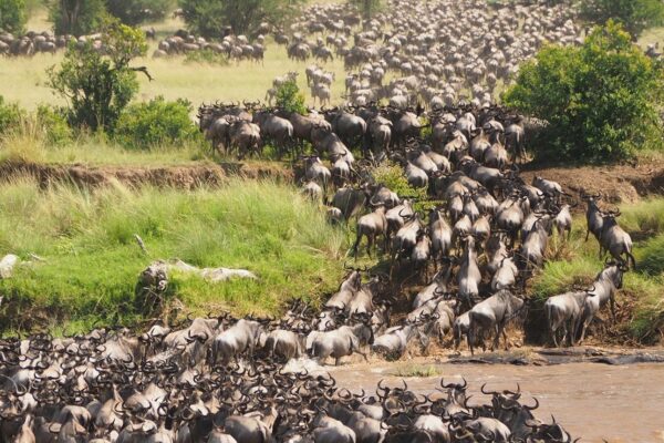 8-Day Tanzania Great Migration 8-Day Tanzania Great Migration