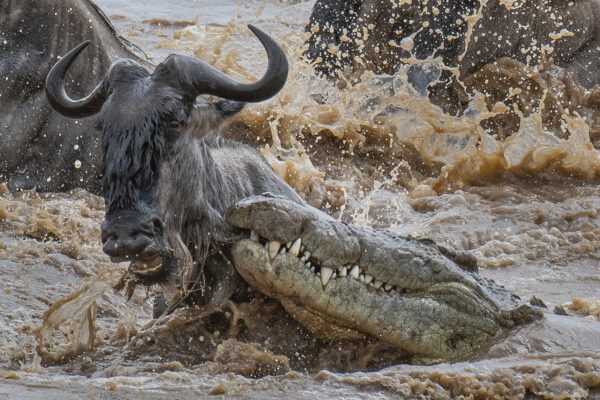 Mara River Crossing Mara River Crossing