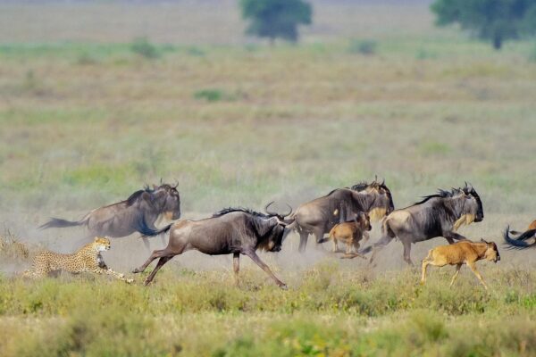 Tanzania Safaris Tanzania Safaris