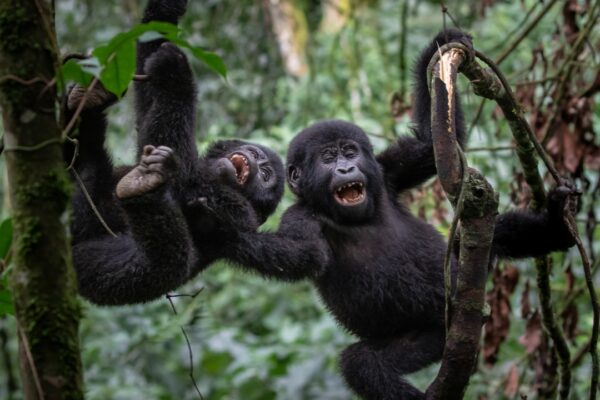 Gorilla Trekking Rwanda vs Uganda Gorilla Trekking Rwanda vs Uganda
